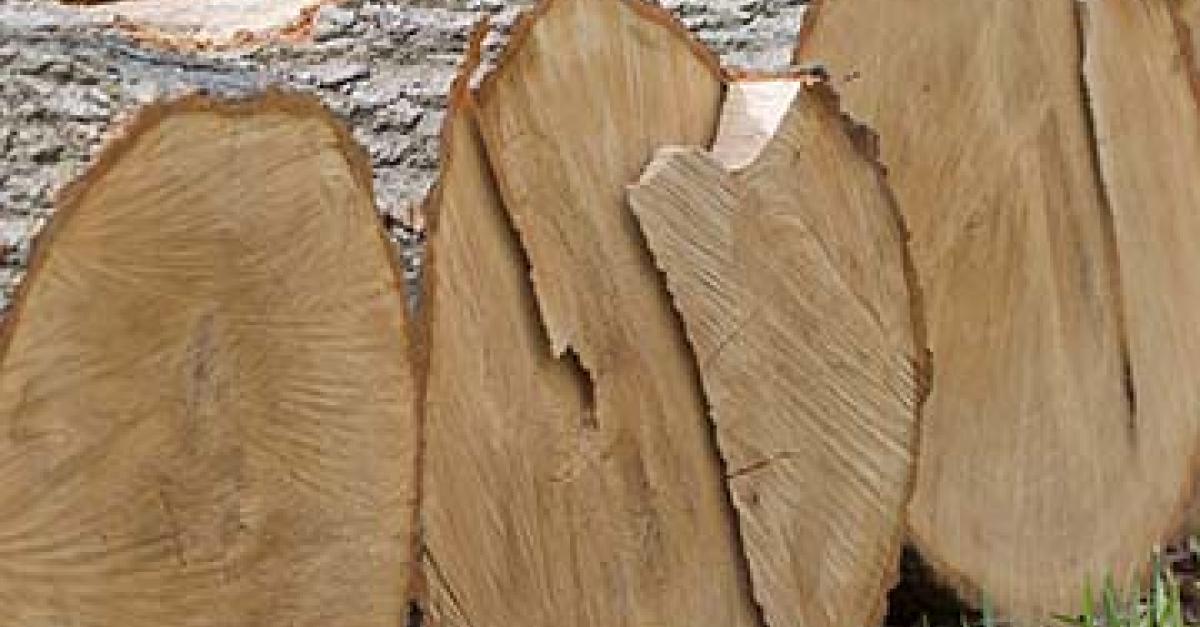 White Oak Logs